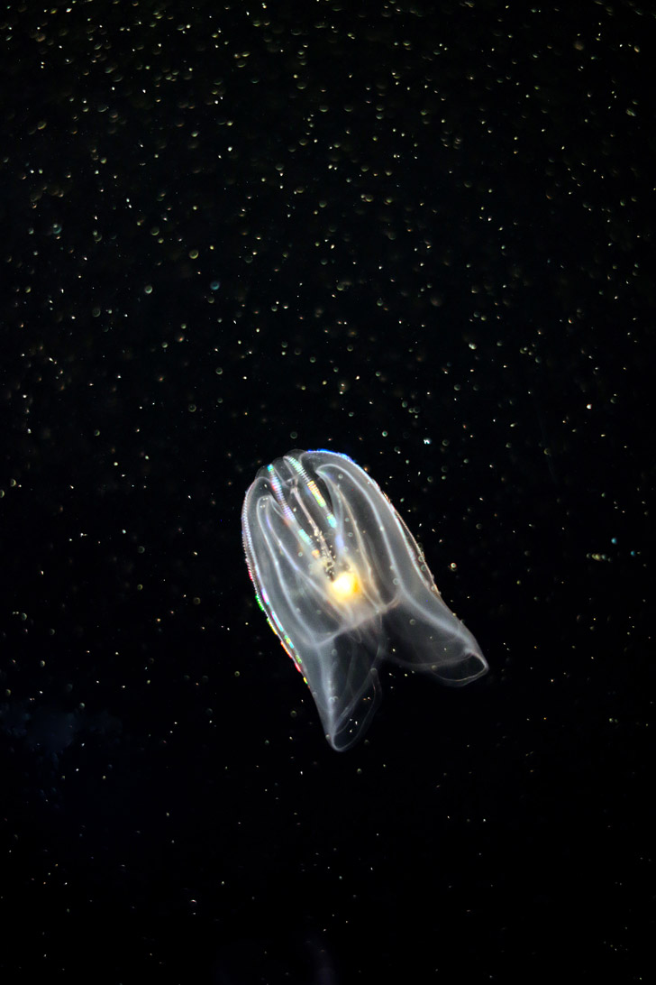 Self Illuminating Comb Jellyfish (ctenophora) at the Georgia Aquarium Atlanta // localadventurer.com