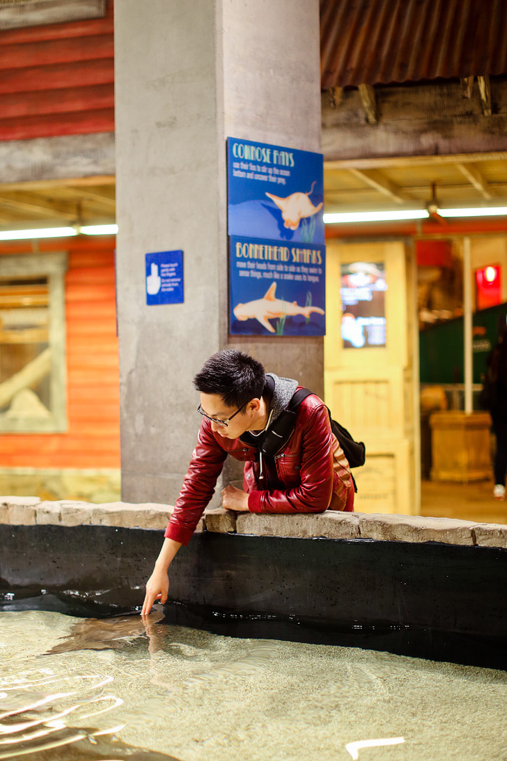 Interactive Exhibits at the Georgia Aquarium Atlanta GA // localadventurer.com