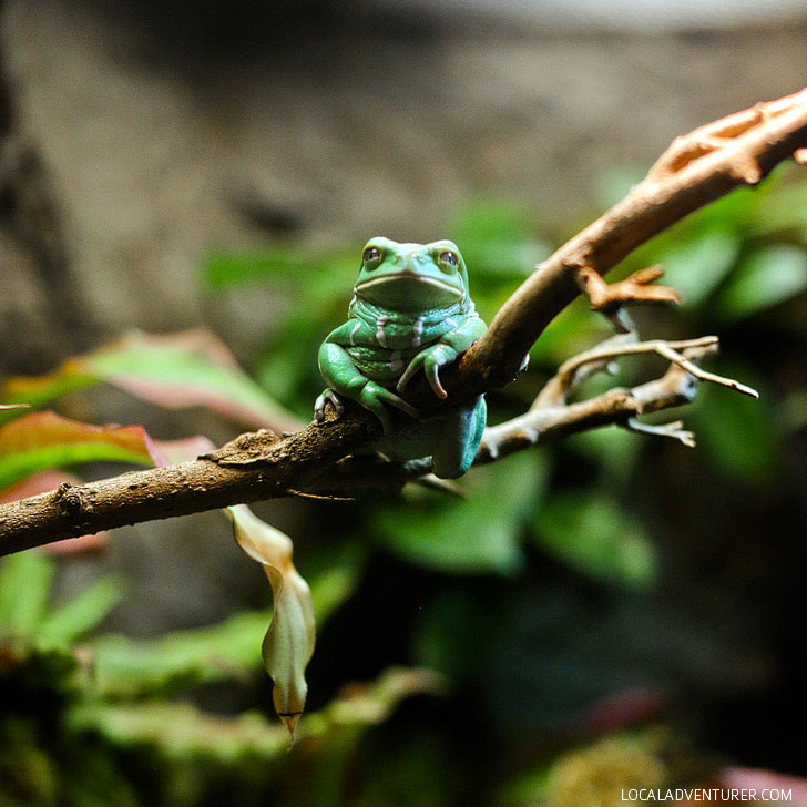 Georgia Aquarium Frogs - A Chorus of Colors // localadventurer.com