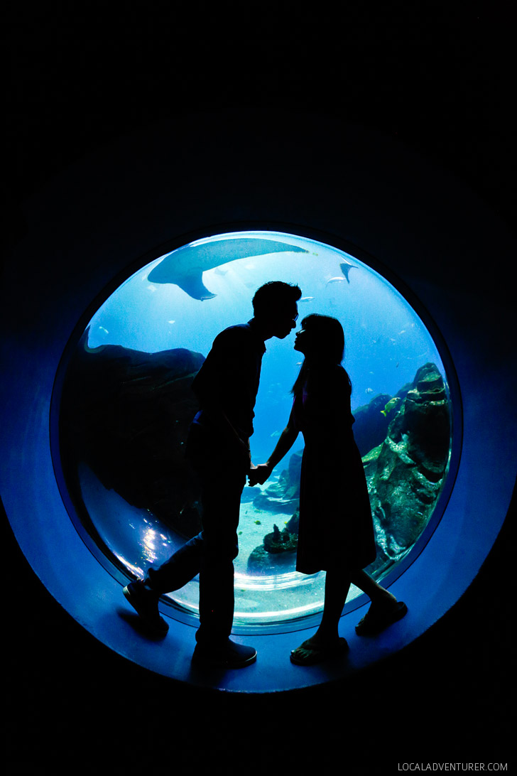 The Aquarium in Atlanta is the Second Largest Aquarium in the World // localadventurer.com