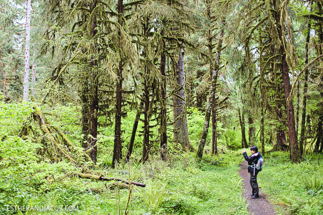 4 Things to Do in Olympic National Park Washington: Hoh Rainforest Trail.
