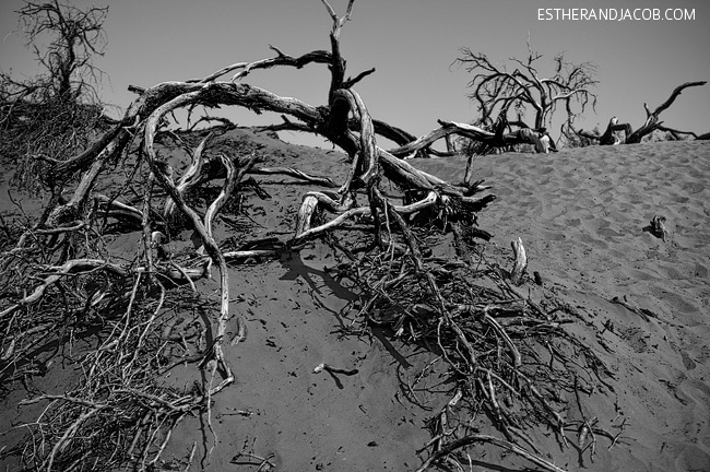 death valley photos. mesquite flat dunes death valley ca. death valley california. visit death valley park. death vally
