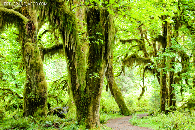 4 Things to Do in Olympic National Park Washington: Hall of Mosses.