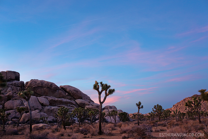 Hall of Horrors Joshua Tree NP. Picture of a joshua tree. Sunset at joshua tree photos. Joshua tree pictures. Photos of sunset at joshua tree park.