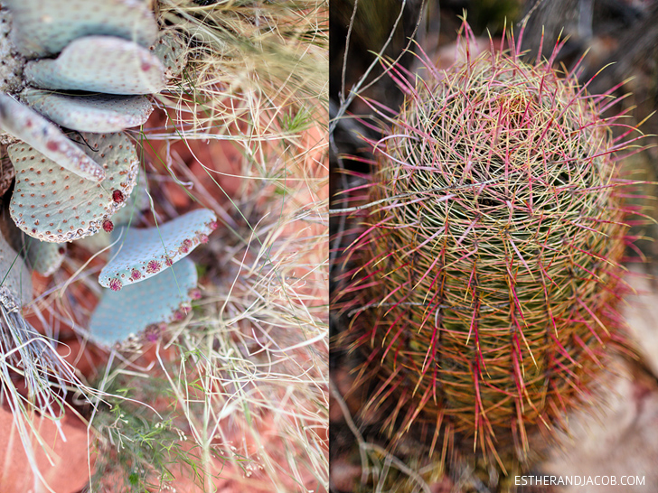 Red Rock Canyon Flora and Fauna | Beavertail Cactus and Barrel Cactus | Red Springs Loop or Calico Loop.