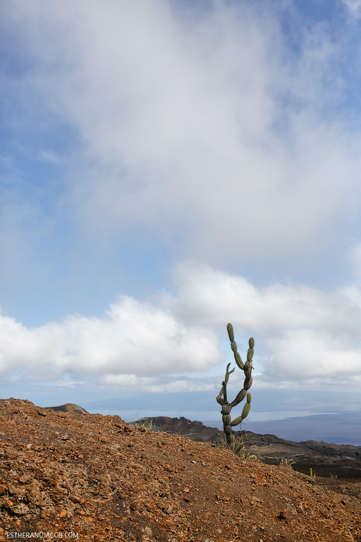 Jasminocereus thouarsii (Candelabra Cactus) | Volcán Chico, Sierra Sierra Negra Volcano Hike on Isabela Island.