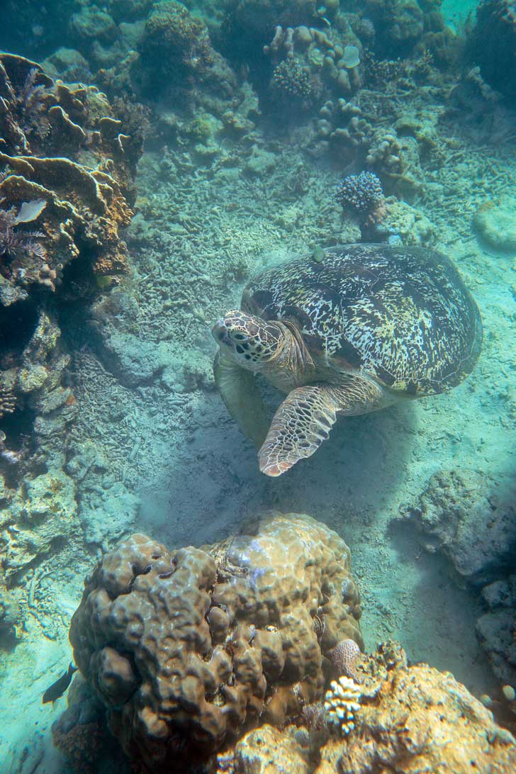 Snorkeling with Sea Turtles - Green Sea Turtles are endangered and hard to find anywhere else, but you're almost guaranteed to see them in Derawan Islands Indonesia! // localadventurer.com