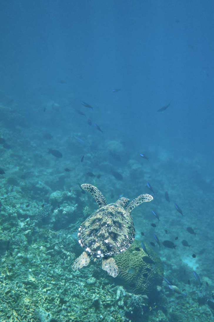 Swimming with Dozens of Endangered Sea Turtles in Indonesia - where you're almost guaranteed to see rare species of sea turtles // localadventurer.com