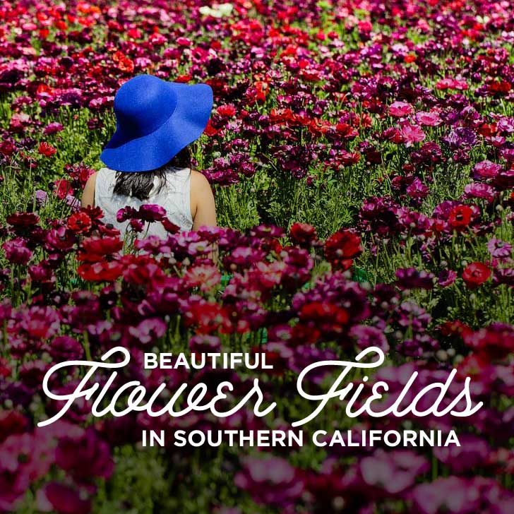 11 Beautiful Flower Fields You Must See in Southern California // localadventurer.com