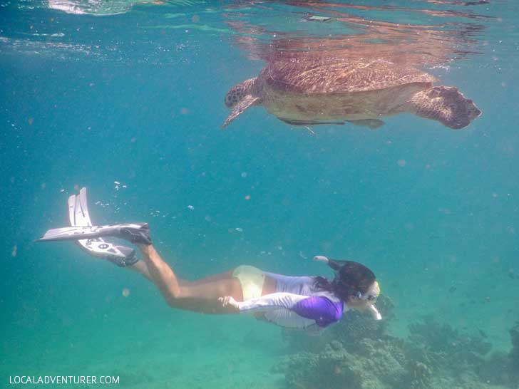 Swimming with Endangered Green Sea Turtles in Indonesia - Where You're Almost Guaranteed to See One! // localadventurer.com
