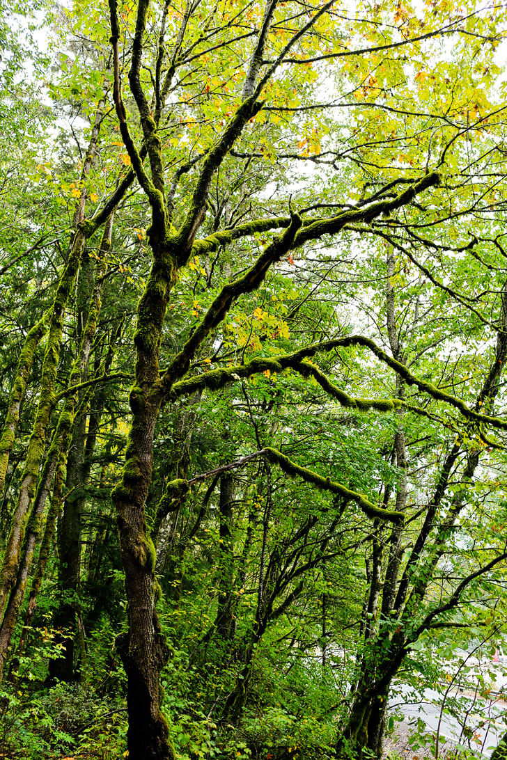 John Yeon State Park in Oregon // localadventurer.com