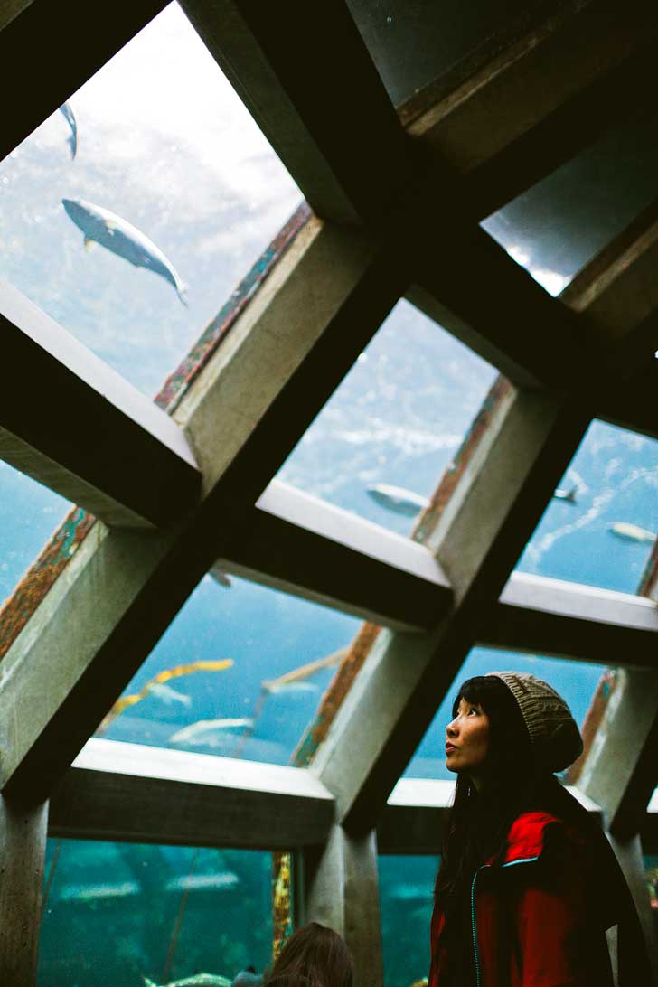 Seattle Aquarium (Guide to the Best Museums in Seattle + Seattle Museum Free Days) // localadventurer.com
