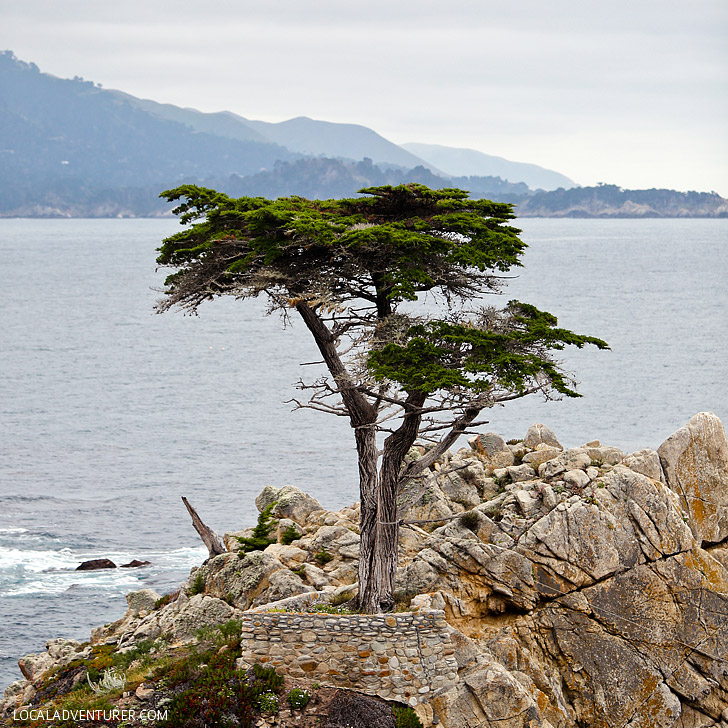 17 Mile Drive + 15 Amazing Things to Do in Monterey California // localadventurer.com