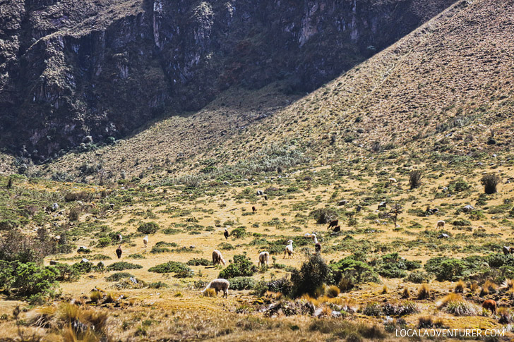 Llamas and Alpacas! Hiking the Inca Trail Day 2 // localadventurer.com