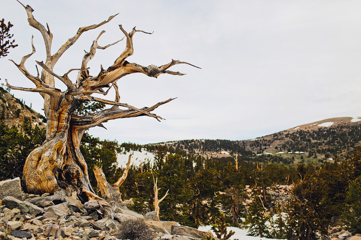 Bristlecone Grove, Great Basin NP, Nevada - oldest living lifeforms on earth // localadventurer.com