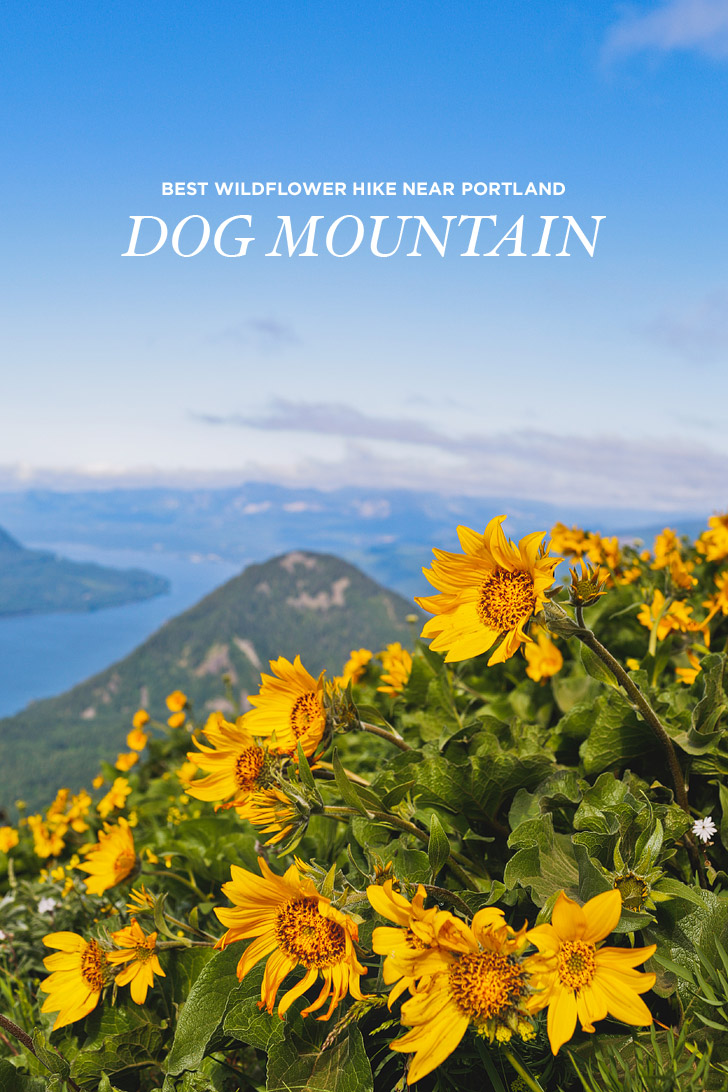 Dog Mountain Hike - Best Wildflower Hike Near Portland // localadenturer.com