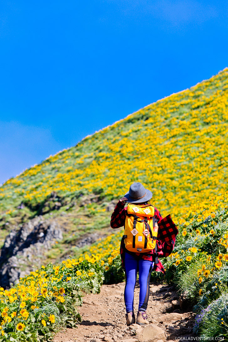 Tips for Hiking Dog Mountain, Columbia River Gorge, Washington // localadventurer.com