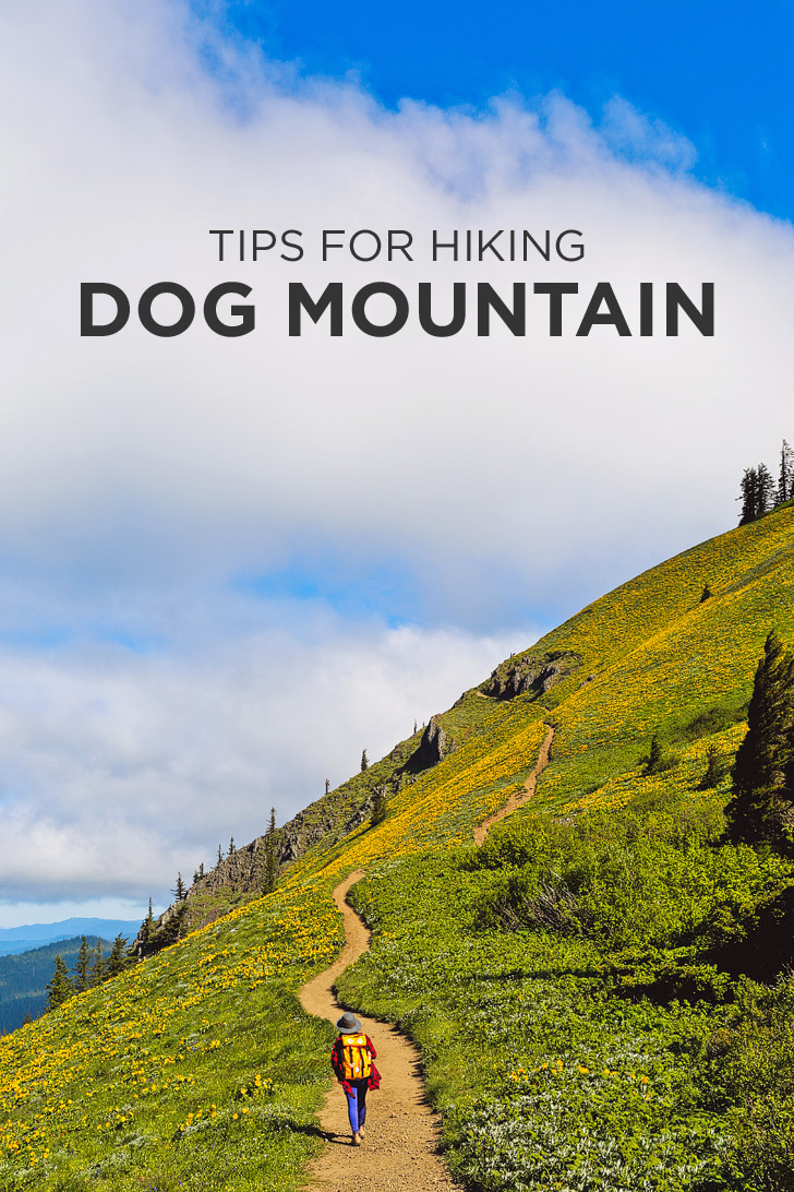 Tips for Hiking Dog Mountain, Columbia River Gorge, Washington // localadventurer.com