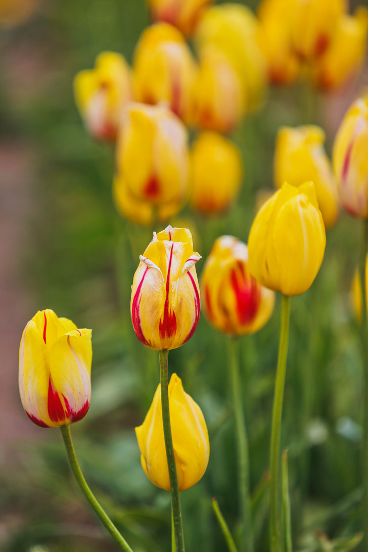 Everything You Need to Know About the Wooden Shoe Tulip Festival 2018 // Local Adventurer