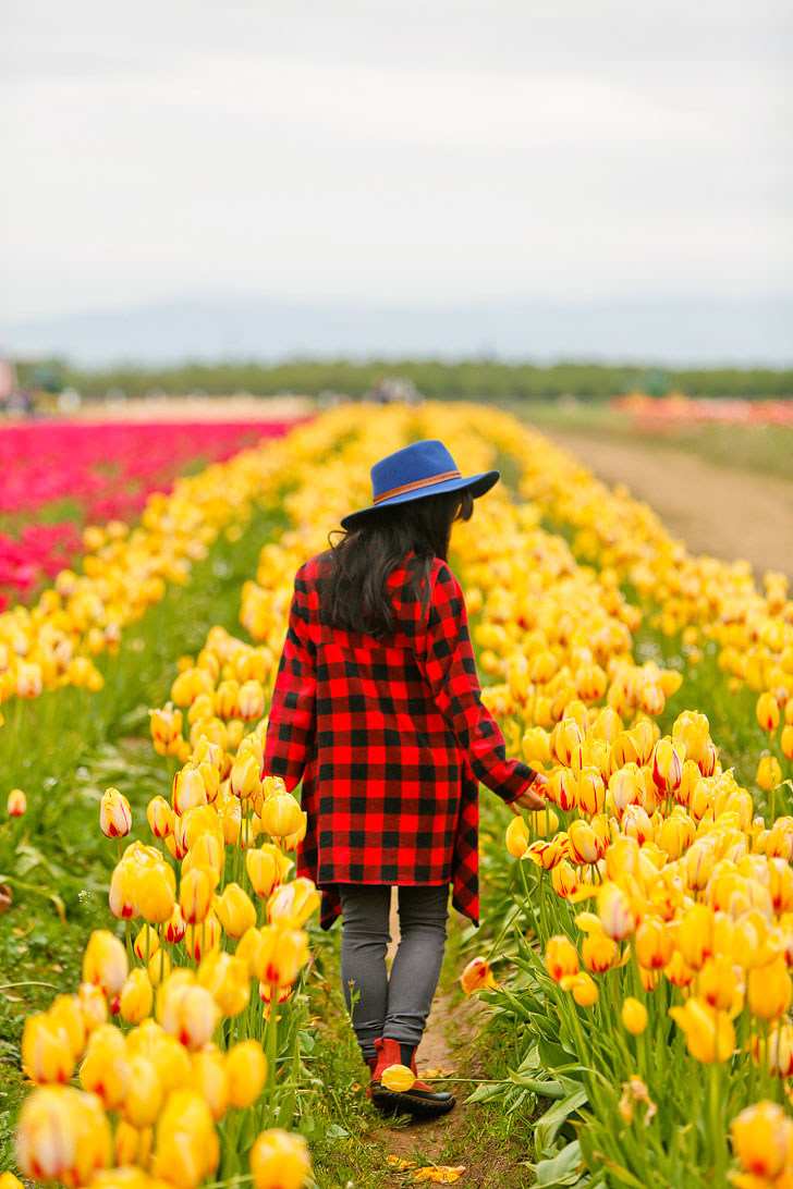 Your Ultimate Guide to the Woodburn Tulip Festival Oregon - What You Need to Know Before You Go - More Amazing Tulip Festivals in the US You Must See // Local Adventurer