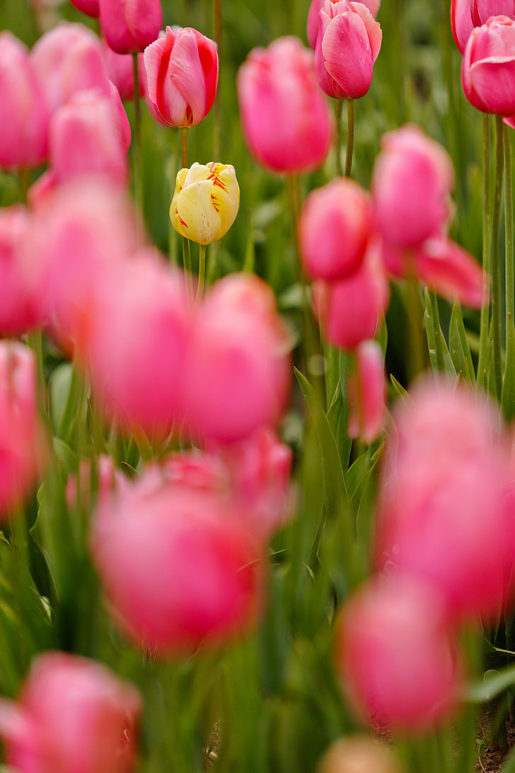Where to Go for Tulip Festival in Oregon and the Pacific Northwest // Local Adventurer