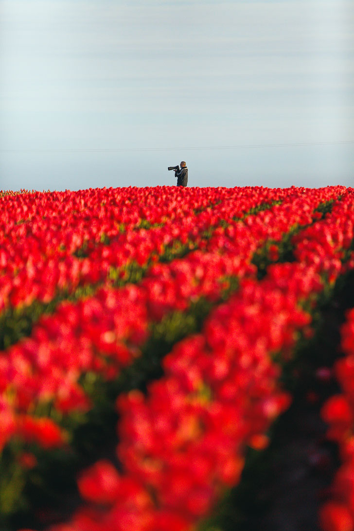 What You Need to Know Before Visiting the Oregon Tulip Fields // Local Adventurer