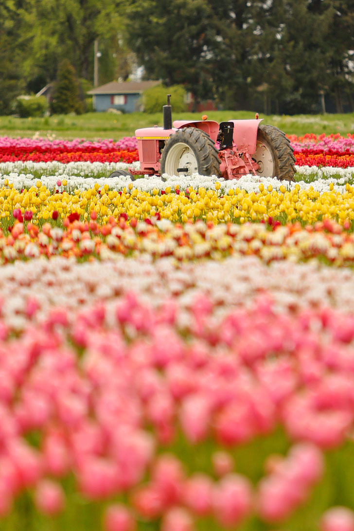 Everything You Need to Know About Visiting the Oregon Tulip Fields + Tips for the Wooden Shoe Tulip Festival // Local Adventurer