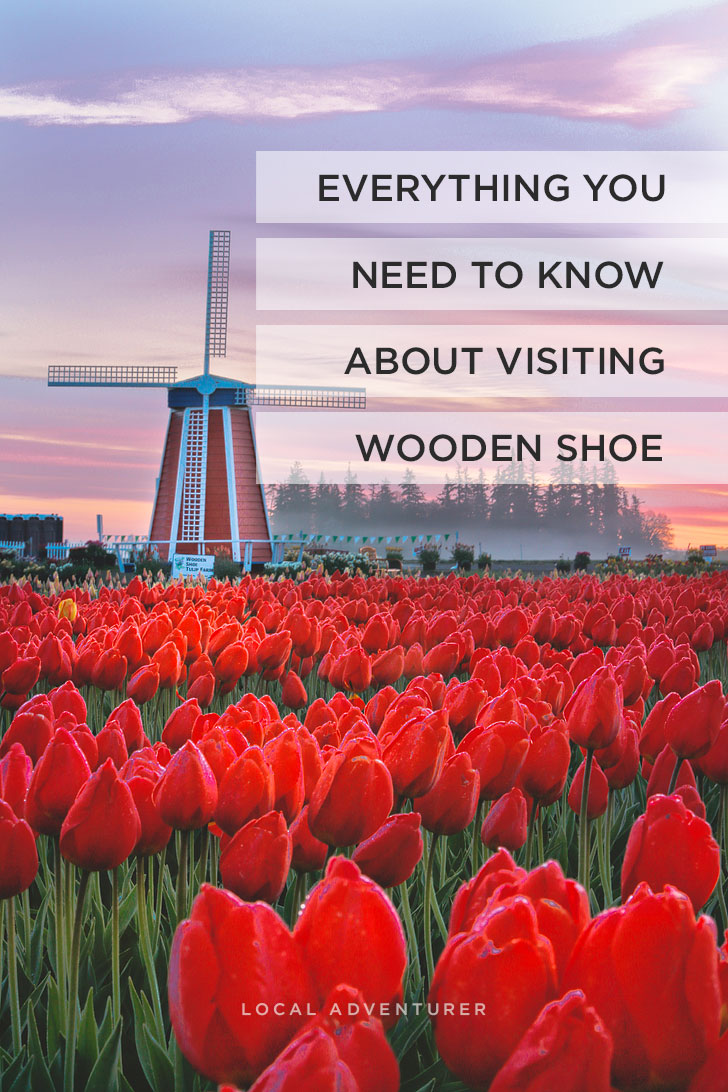 Everything You Need to Know About Visiting the Woodburn Oregon Tulip Fields + Essential Tips for the Wooden Shoe Tulip Festival // Local Adventurer