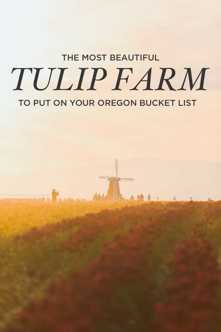 The Most Beautiful Tulip Farm to Put on Your Oregon Bucket List + More Tulip Festivals in the US You Must Visit // Local Adventurer