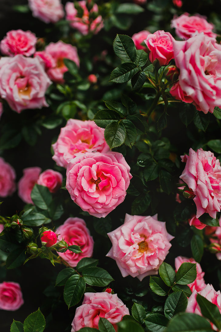 The Portland Rose Test Gardens - for your Portland Oregon Summer Bucket List // Local Adventurer #pdx #portland