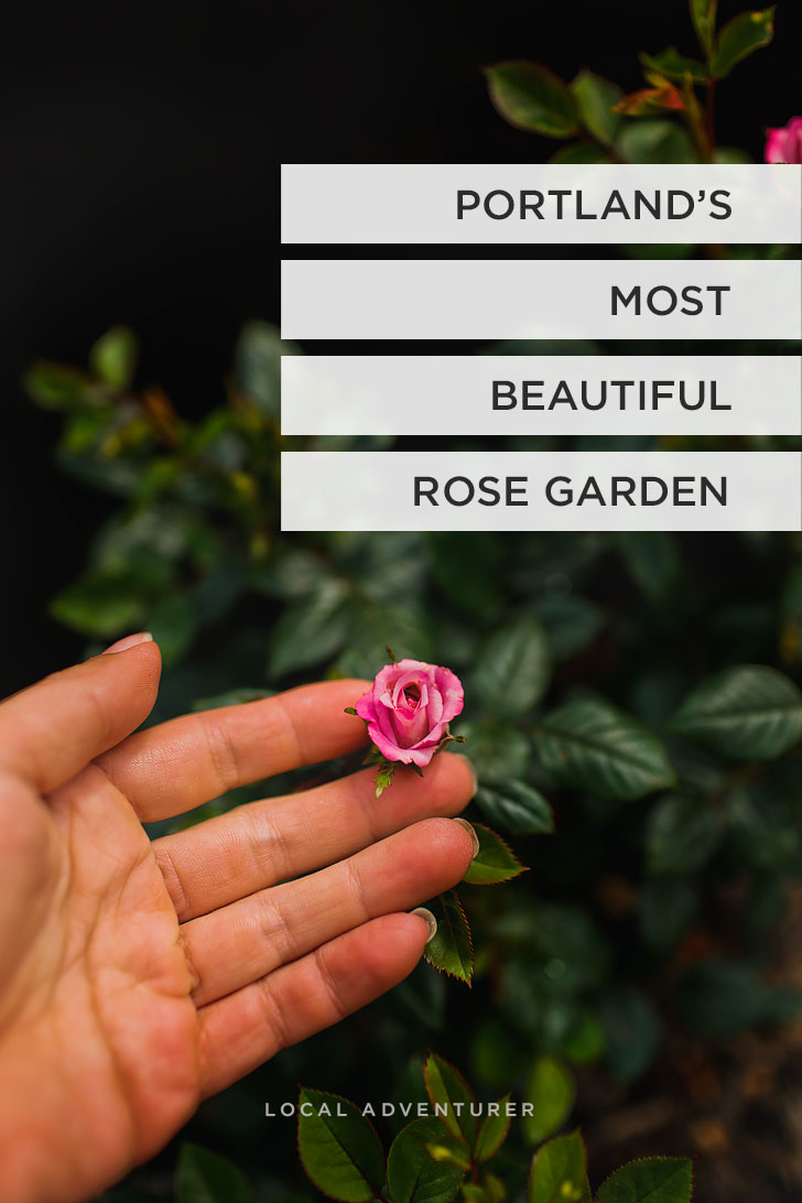 Portland is commonly called the City of Roses. You can see roses scattered throughout the city, but if you’re a visitor, this is the best place to see roses of all varieties. Click through to see more photos and tips for your visit to this rose garden in Portland Oregon. // Local Adventurer #pdx #portland #pnw