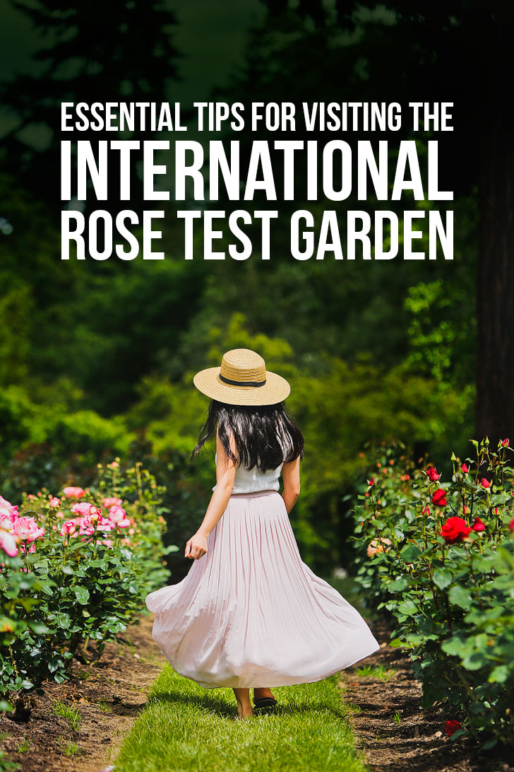 Portland Oregon is commonly called the City of Roses. You can see roses scattered throughout the city, but if you’re a visitor, this is the best place to see roses of all varieties. Click through to see more photos and tips for your visit to the International Rose Test Garden. // Local Adventurer #pdx #portland #pnw