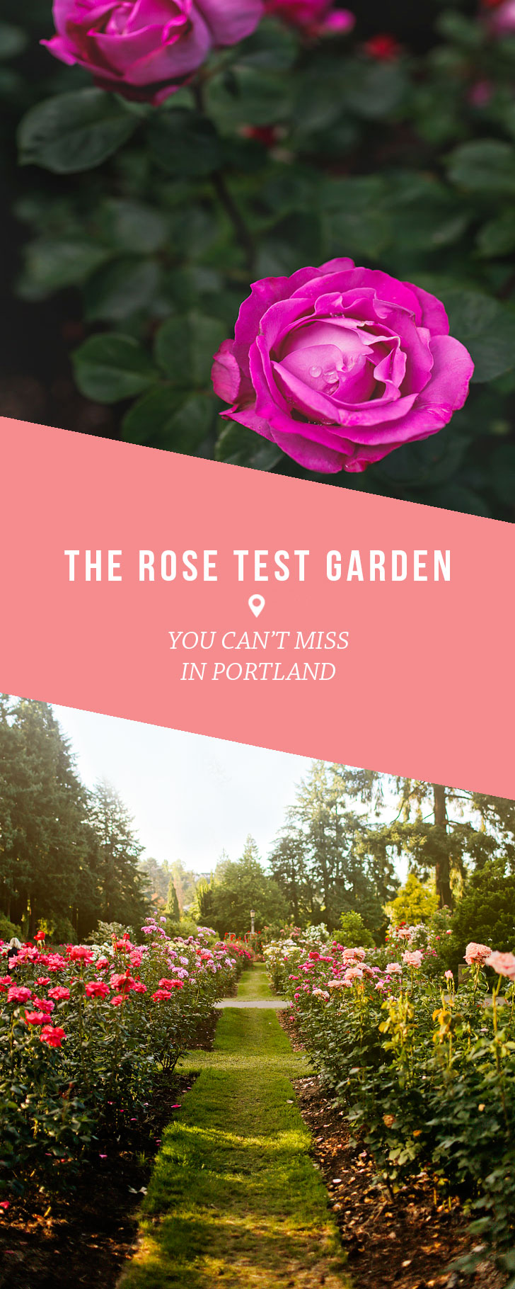 Portland Oregon is the City of Roses. If you're visiting you must check out the International Rose Test Garden in Washington Park // Local Adventurer #portland #oregon #pdx
