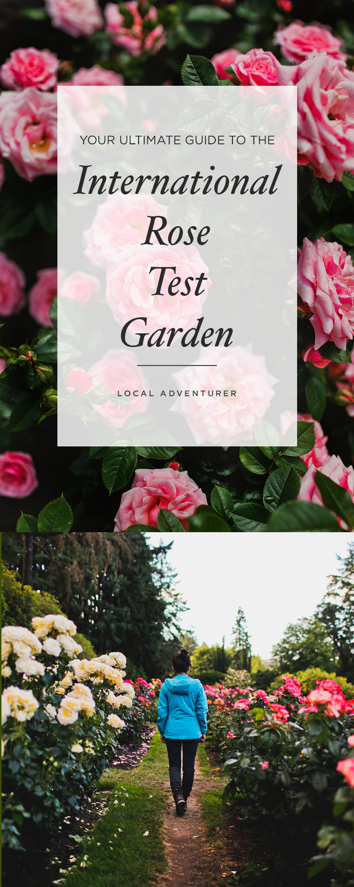 Visiting Portland Oregon? You’ll want to visit this Portland rose garden. There are 8,000 rose plants and roughly 550 different varieties. Click through to see more photos and tips // Local Adventurer #pnw #rose #portland