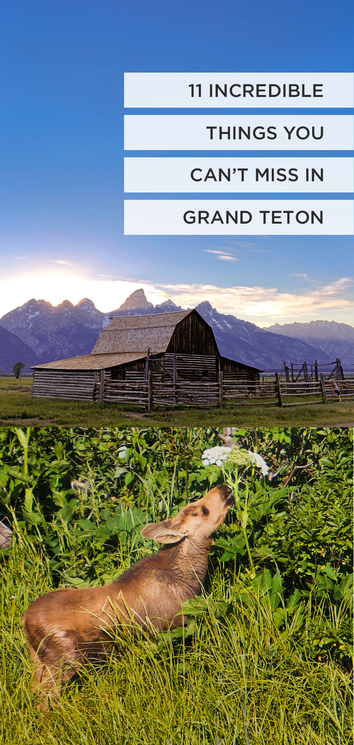 Whether you're traveling from Jackson Hole, Wyoming or Yellowstone National Park, you should absolutely visit Grand Teton National Park. Read this article to learn about the best camping spots in Grand Teton National Park, the best things to do, and lodging to help you plan your visit // Local Adventurer #wyoming #nationalpark #grandteton