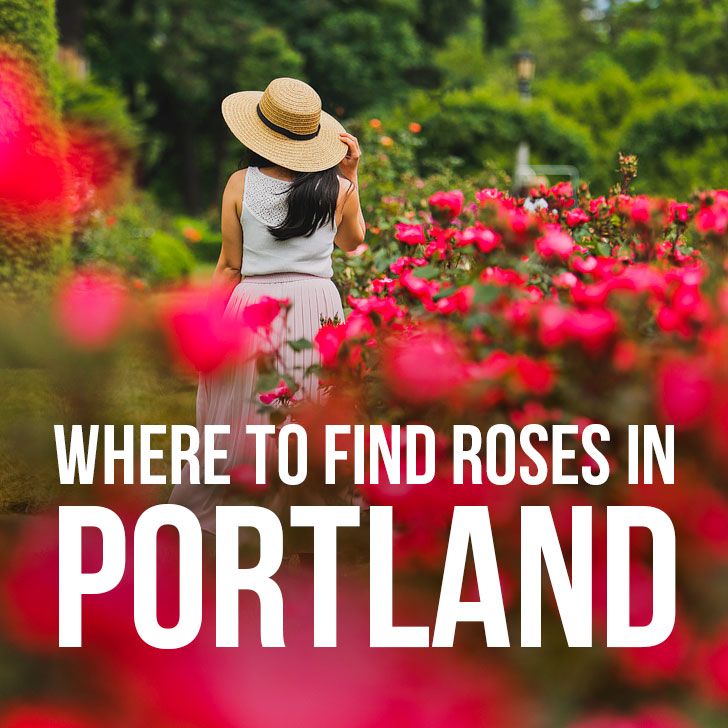 Are you visiting Portland in the summer? Portland Oregon is commonly called the City of Roses or Rose City. Check out this article to see where to find the roses • All the best rose gardens in Portland you need to visit • Best season and time to visit • Includes International Rose Test Garden, Peninsula Park, and More // Local Adventurer #pdx #portland #pnw #oregon #roses