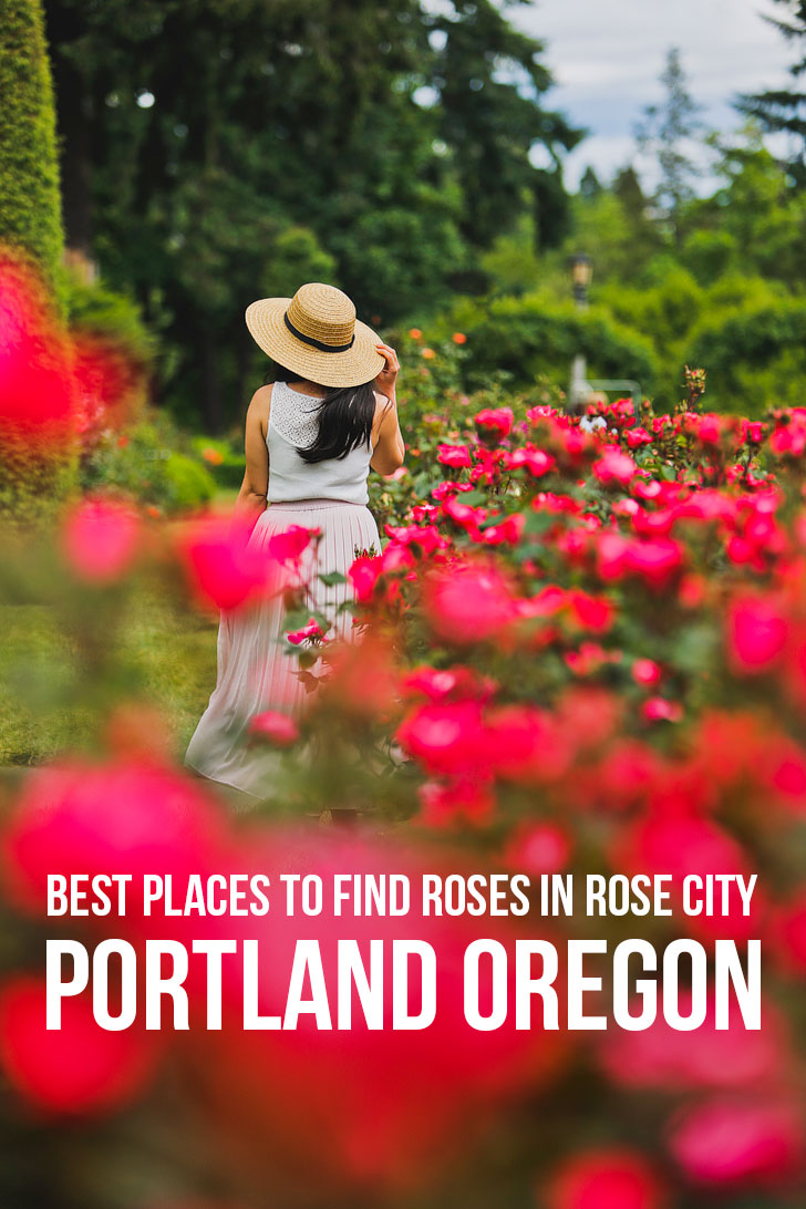 Are you visiting Portland in the summer? Portland Oregon is commonly called the City of Roses or Rose City. Check out this article to see where to find the roses in Rose City • when is Portland Oregon rose garden flower season • Includes International Rose Test Garden, Peninsula Park, and More // Local Adventurer #pdx #portland #pnw #oregon #roses