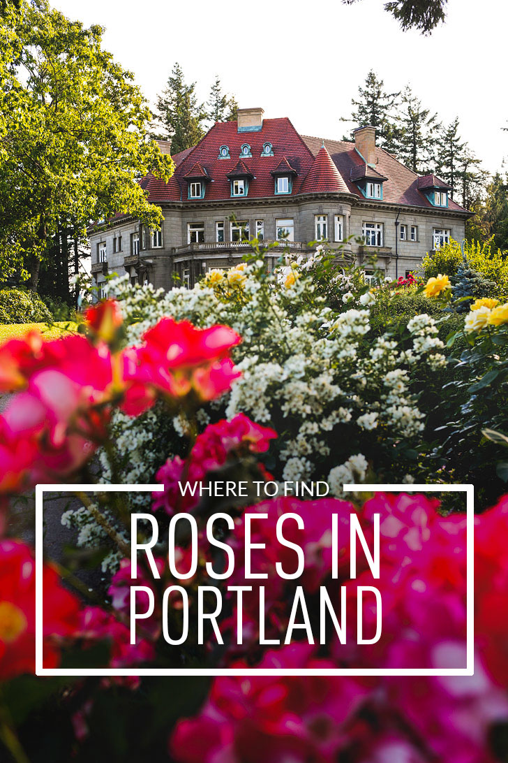 Are you visiting Portland in the summer? Portland Oregon is commonly called the City of Roses or Rose City. Take a look at this article to see the best places to find Roses in Portland • Best Rose Gardens in Portland Oregon • Best Season and Time to Visit • Includes International Rose Test Garden, Peninsula Park, and More // Local Adventurer #pdx #portland #pnw #oregon #roses