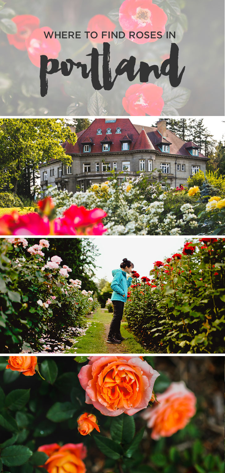 Are you visiting Portland in the summer? Portland Oregon is commonly called the City of Roses or Rose City. Take a look at this article to see the best places to find Roses in Portland • Best Rose Gardens in Portland Oregon • Best Season and Time to Visit • Includes International Rose Test Garden, Peninsula Park, and More // Local Adventurer #pdx #portland #pnw #oregon #roses