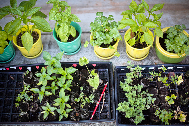 Planting an Herb Garden | 30 before 30 Goals
