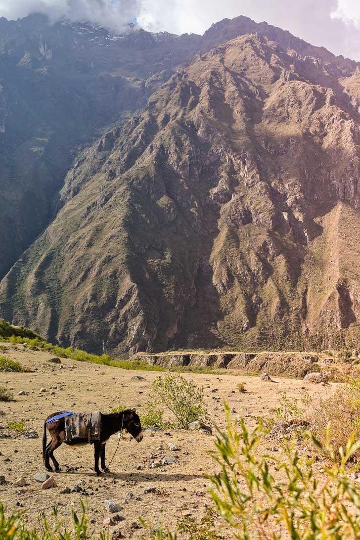 Ultimate Guide on How to Hike to Machu Picchu // localadventurer.com