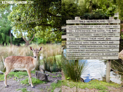 fallow deer willowbank wildlife reserve christchurch new zealand | travel photos