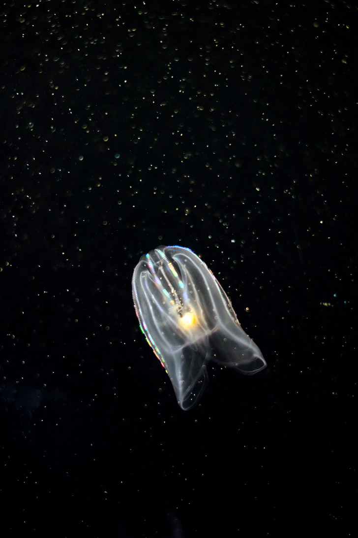 Moon Jelly - Georgia Aquarium