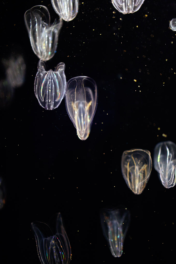 Self Illuminating Comb Jellyfish (ctenophora) at the Georgia Aquarium Atlanta // localadventurer.com