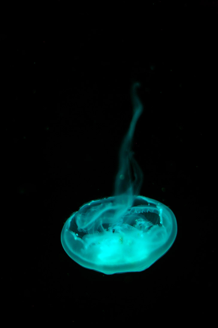 Moon Jellyfish Atlanta Aquarium - Largest Aquarium in the Western Hemisphere // localadventurer.com