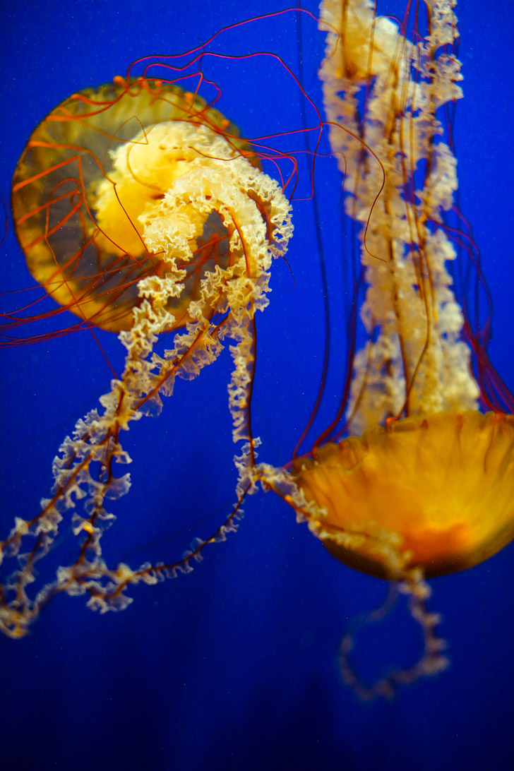 Georgia Aquarium - World's Largest Aquarium // localadventurer.com