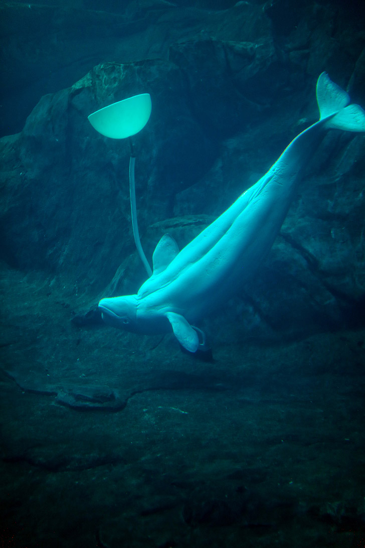 Beluga Whale Georgia Aquarium - Second Largest Aquarium in the World // localadventurer