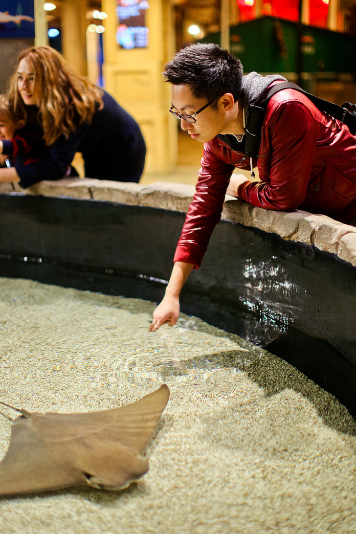 Interactive Exhibits at the Georgia Aquarium Atlanta GA // localadventurer.com