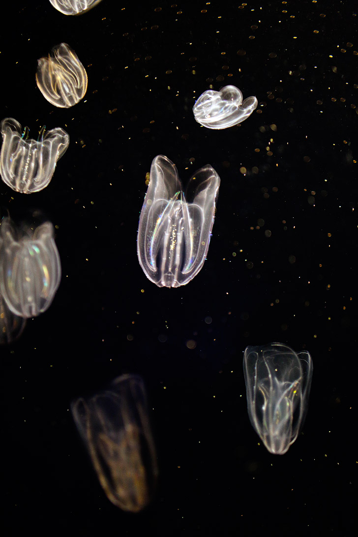 Rainbow Jellyfish at the GA Aquarium in Atlanta // localadventurer.com