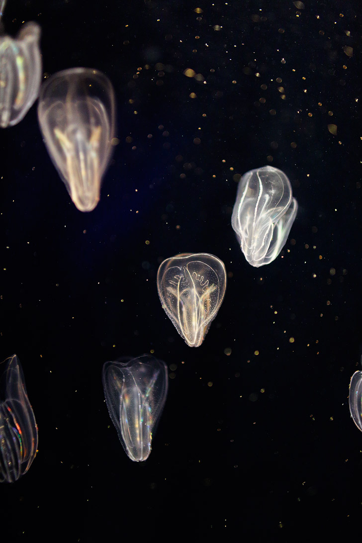 Neon Jellyfish at the GA Aquarium in Atlanta // localadventurer.com